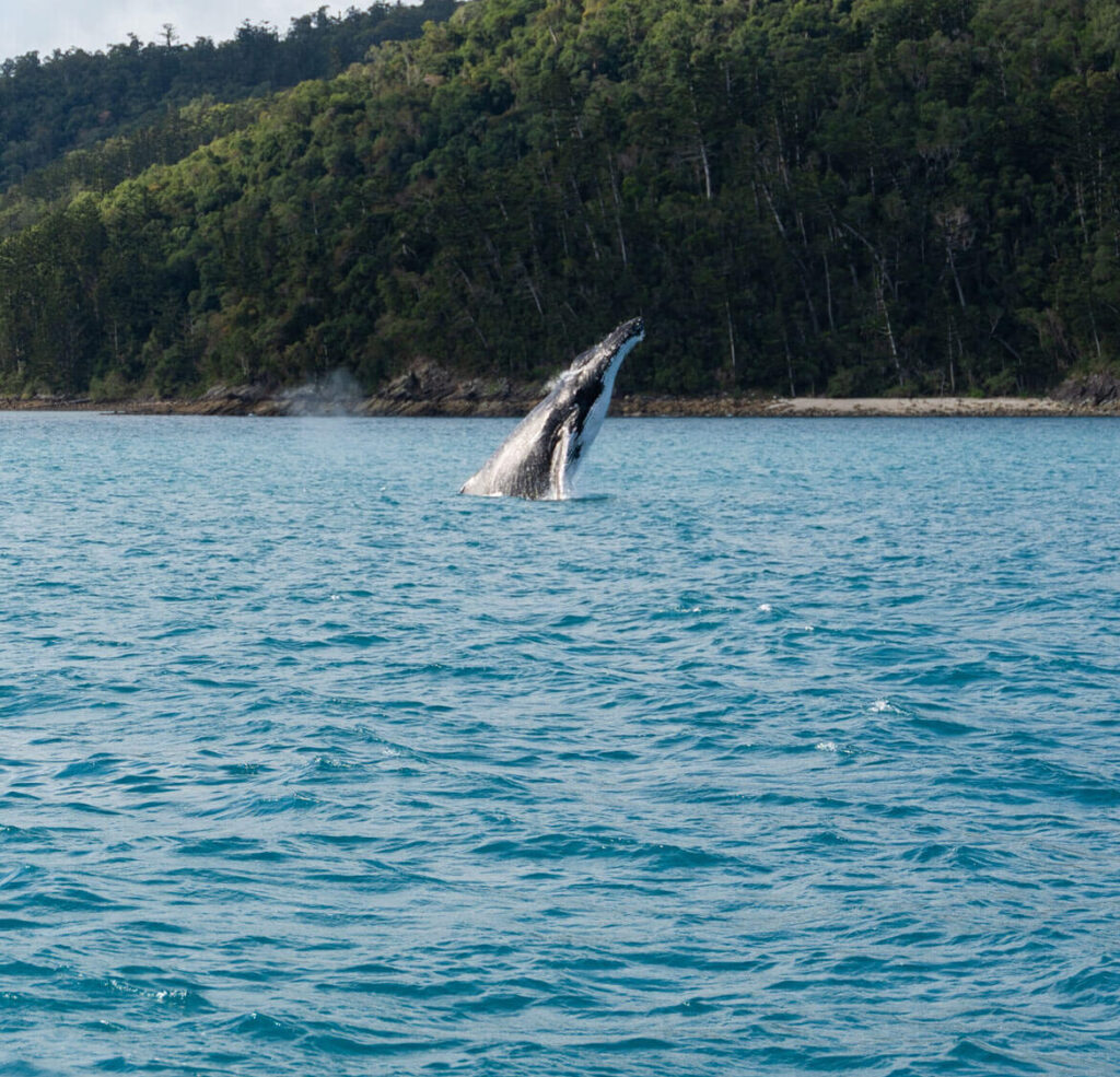 alani experience whitsundays whale watching